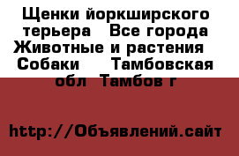Щенки йоркширского терьера - Все города Животные и растения » Собаки   . Тамбовская обл.,Тамбов г.
